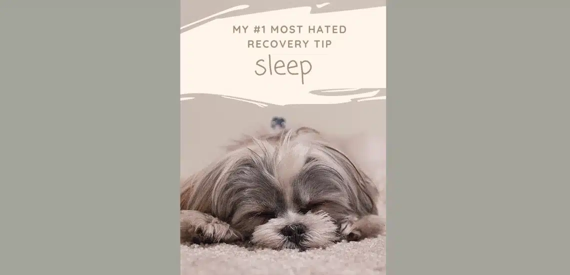 Cute dog sleeping Cute dog sleeping