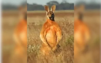 Internal vs. External Cues for Muscle Performance