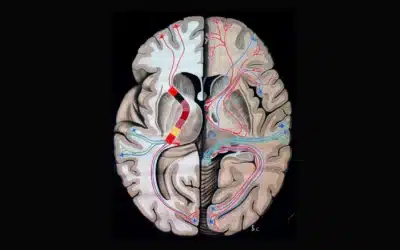 Use Your Prefrontal Cortex to drive gainZ