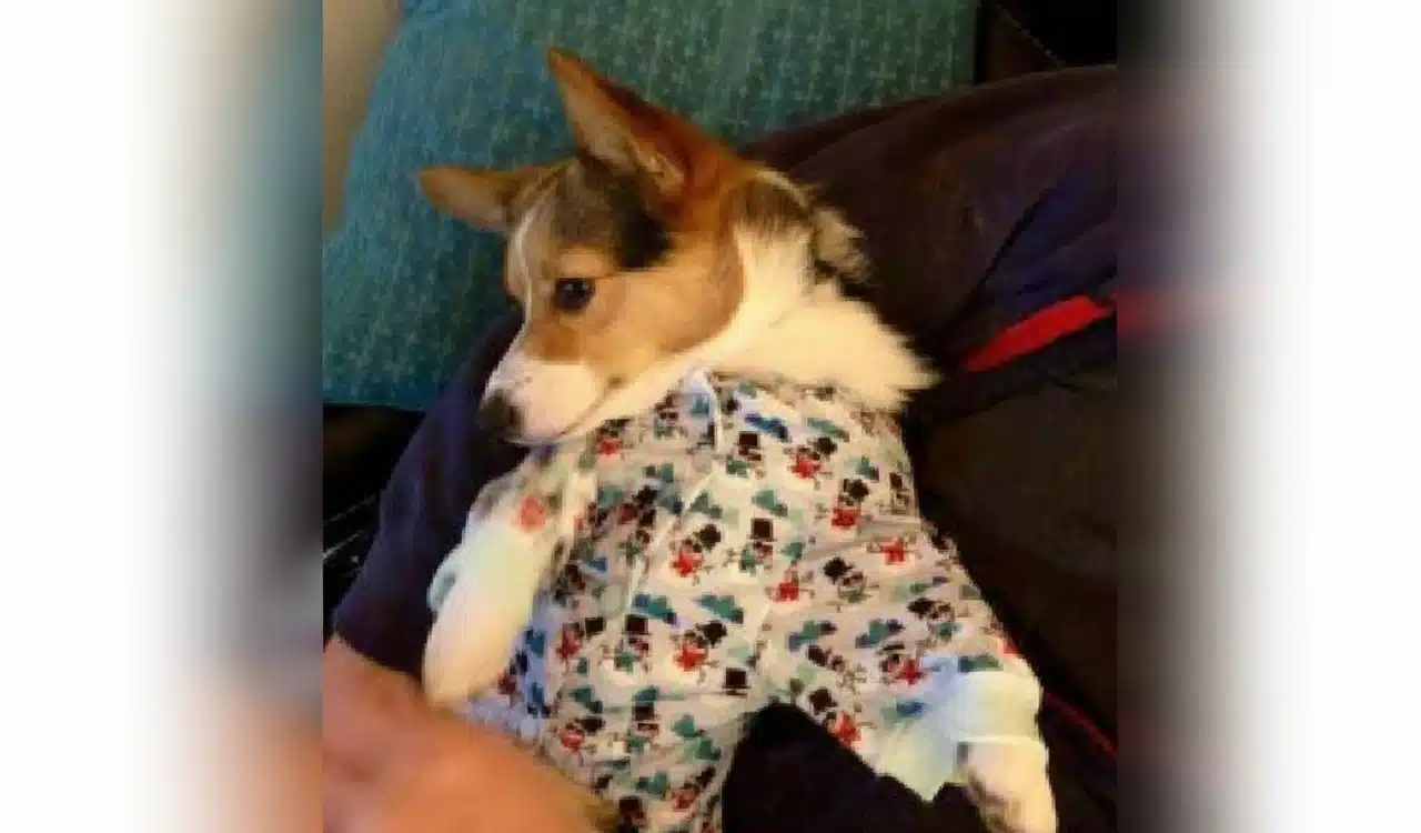 Bella the corgi is ready for bed Bella the corgi is ready for bed