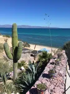 Cactus Garden Overlooking a Sunny Beach and Blue Ocean