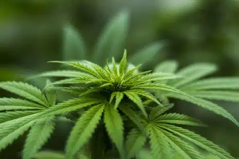 Cannabis Plant Close Up