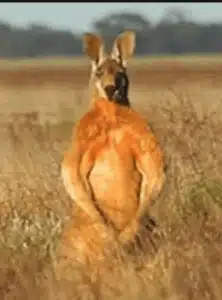 Majestic Kangaroo Standing