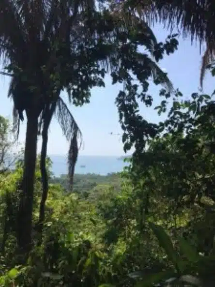 Ocean View Through Tropical Jungle Foliage