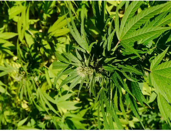 Cannabis Sativa