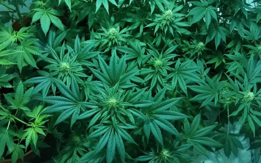 Cannabis and Concussion: A Nutritional Option to Traumatic Brain Injury?
