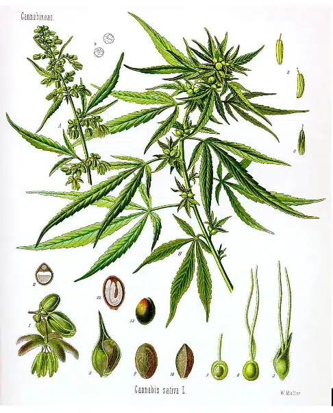 Cannabis sativa, scientific drawing from c1900