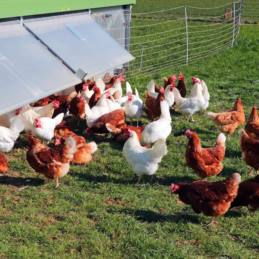 Chicken Farm