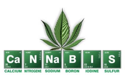 Cannabis and Exercise Performance