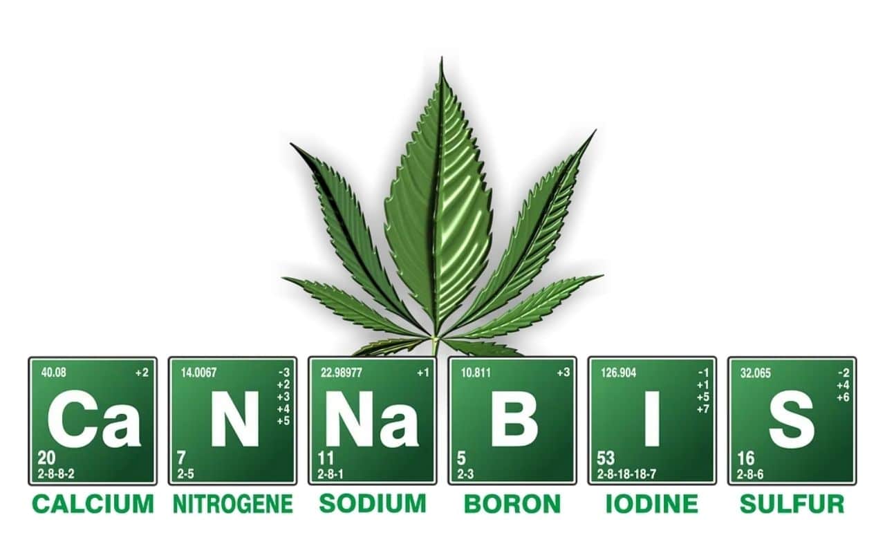 Cannabis feature Cannabis feature